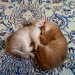 le sommeil des chatons